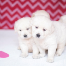 English Cream Golden Retriever Valentine's Day dogs puppies